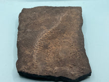 Load image into Gallery viewer, Trilobite trackways (cruziana)

