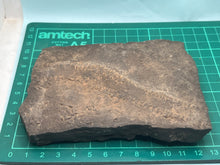 Load image into Gallery viewer, Trilobite trackways (cruziana)
