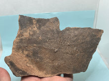 Load image into Gallery viewer, Trilobite tracking (cruziana)
