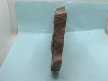 Load image into Gallery viewer, Trilobite tracking (cruziana)
