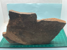 Load image into Gallery viewer, Trilobite tracking (cruziana)
