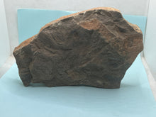 Load image into Gallery viewer, Trilobite trackways (cruziana)
