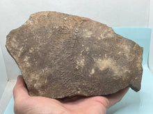 Load image into Gallery viewer, Trilobite trackways (cruziana)
