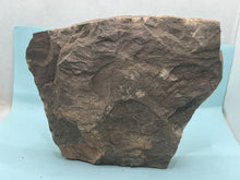 Load image into Gallery viewer, Trilobite trackways (cruziana)
