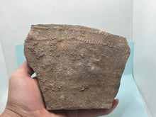 Load image into Gallery viewer, Trilobite trackways (cruziana)
