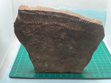 Load image into Gallery viewer, Trilobite trackways (cruziana)
