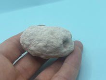 Load image into Gallery viewer, Weevil pixie clogs
