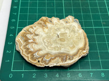 Load image into Gallery viewer, Aragonite travertine
