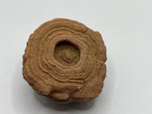 Load image into Gallery viewer, Sand stromatolites (desert onion)
