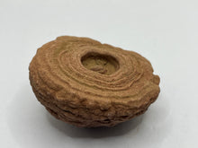 Load image into Gallery viewer, Sand stromatolites (desert onion)
