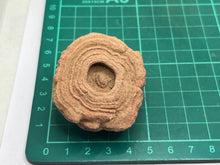 Load image into Gallery viewer, Sand stromatolites (desert onion)
