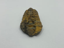 Load image into Gallery viewer, Calymene trilobite
