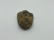 Load image into Gallery viewer, Calymene trilobite
