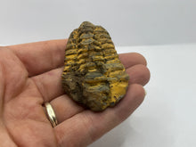 Load image into Gallery viewer, Calymene trilobite
