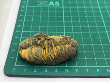 Load image into Gallery viewer, Calymene trilobite
