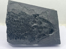 Load image into Gallery viewer, Osteoplepis macrolepidotus fish fossil

