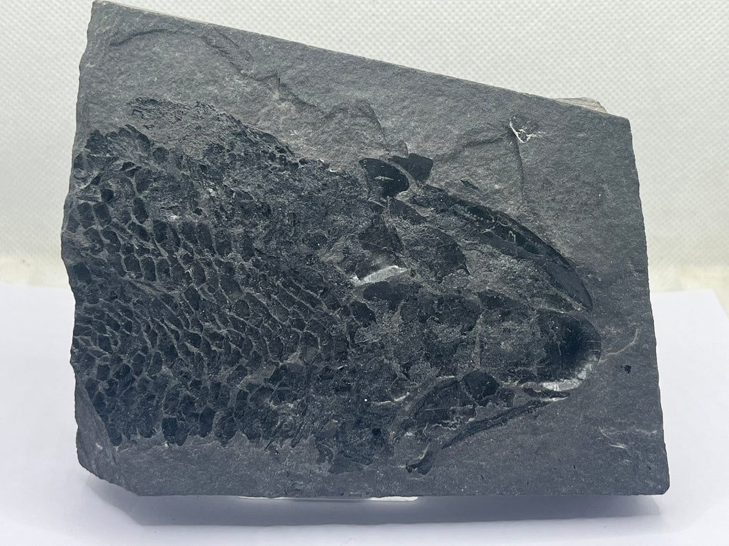 Osteoplepis macrolepidotus fish fossil