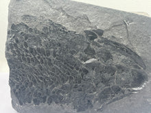 Load image into Gallery viewer, Osteoplepis macrolepidotus fish fossil
