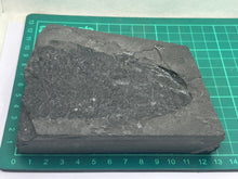 Load image into Gallery viewer, Osteoplepis macrolepidotus fish fossil
