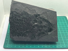 Load image into Gallery viewer, Osteoplepis macrolepidotus fish fossil
