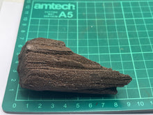 Load image into Gallery viewer, Druzy fossil wood
