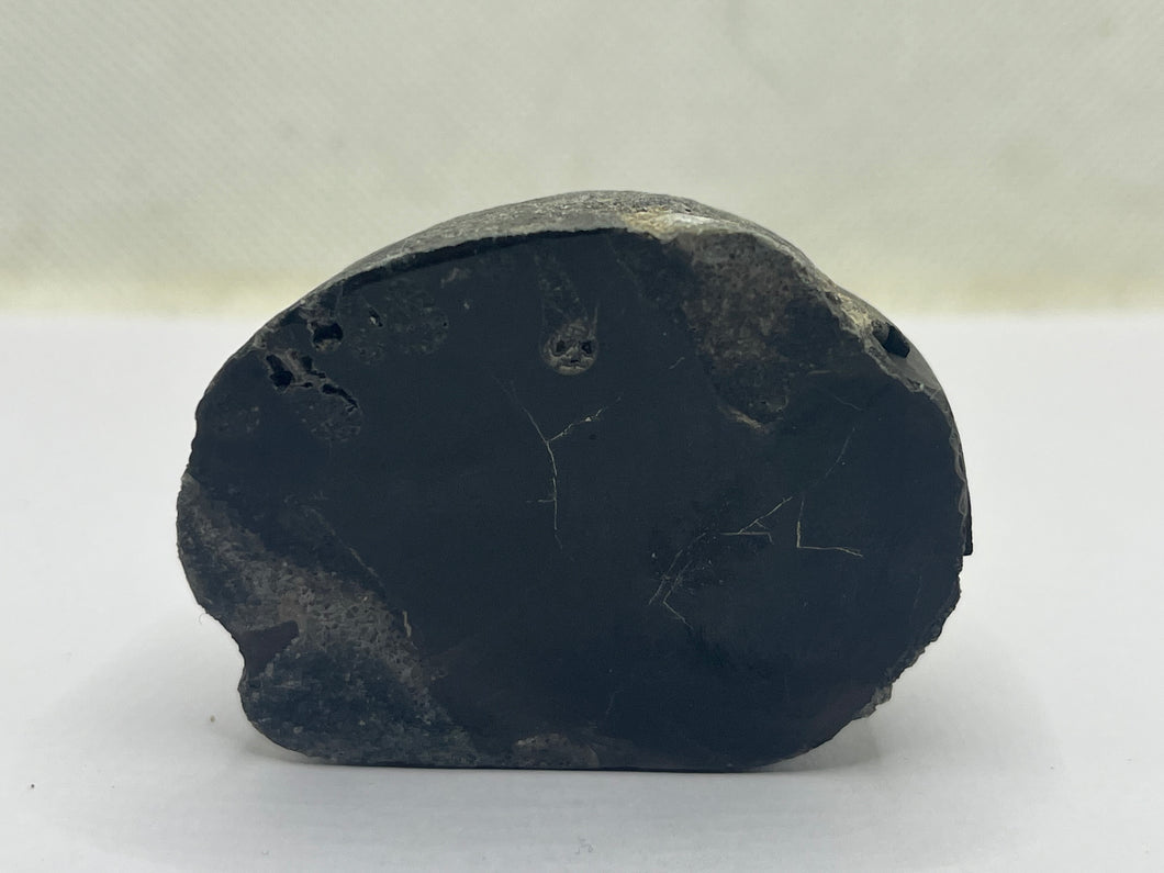 Conifer Fossil Wood