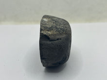 Load image into Gallery viewer, Conifer Fossil Wood
