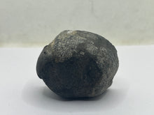 Load image into Gallery viewer, Conifer Fossil Wood
