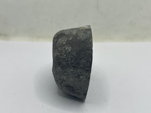 Load image into Gallery viewer, Conifer Fossil Wood
