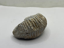 Load image into Gallery viewer, Rastellum Bivalve
