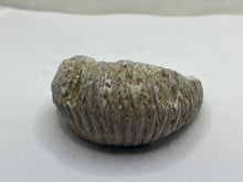 Load image into Gallery viewer, Rastellum Bivalve
