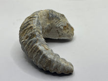 Load image into Gallery viewer, Rastellum Bivalve
