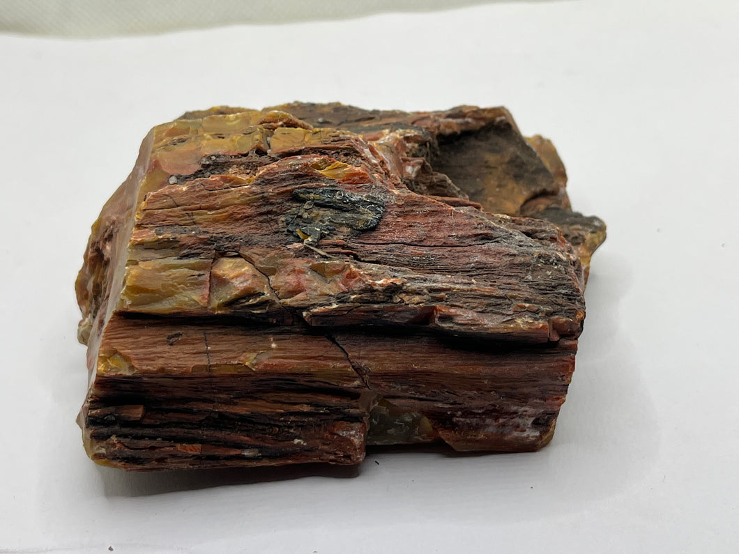Fossil wood
