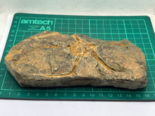 Load image into Gallery viewer, Ophiroides Brittle star
