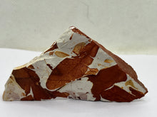 Load image into Gallery viewer, Glossopteris Fossil Fern
