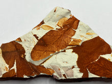 Load image into Gallery viewer, Glossopteris Fossil Fern

