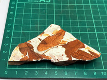Load image into Gallery viewer, Glossopteris Fossil Fern
