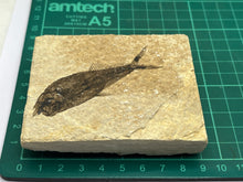 Load image into Gallery viewer, Diplomystus Fossil Fish
