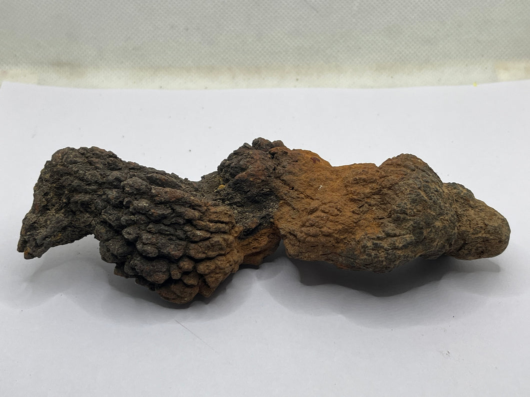 Coprolite Fossil Poo