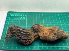 Load image into Gallery viewer, Coprolite Fossil Poo
