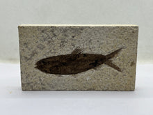 Load image into Gallery viewer, Diplomystus Fossil Fish

