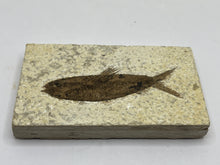 Load image into Gallery viewer, Diplomystus Fossil Fish
