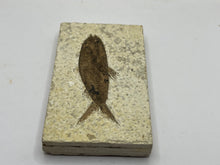 Load image into Gallery viewer, Diplomystus Fossil Fish

