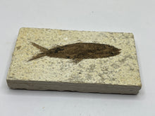 Load image into Gallery viewer, Diplomystus Fossil Fish

