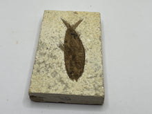Load image into Gallery viewer, Diplomystus Fossil Fish
