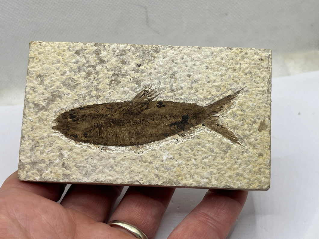 Diplomystus Fossil Fish