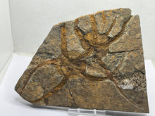 Load image into Gallery viewer, Ophiroides brittlestar
