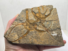 Load image into Gallery viewer, Ophiroides brittlestar
