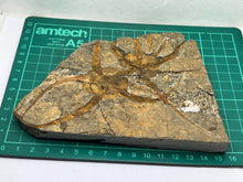 Load image into Gallery viewer, Ophiroides brittlestar
