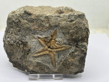 Load image into Gallery viewer, Ordovician Petraster Starfish
